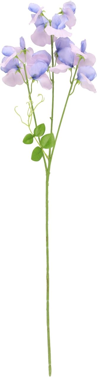 Tuoksuherne Oksa 66 cm