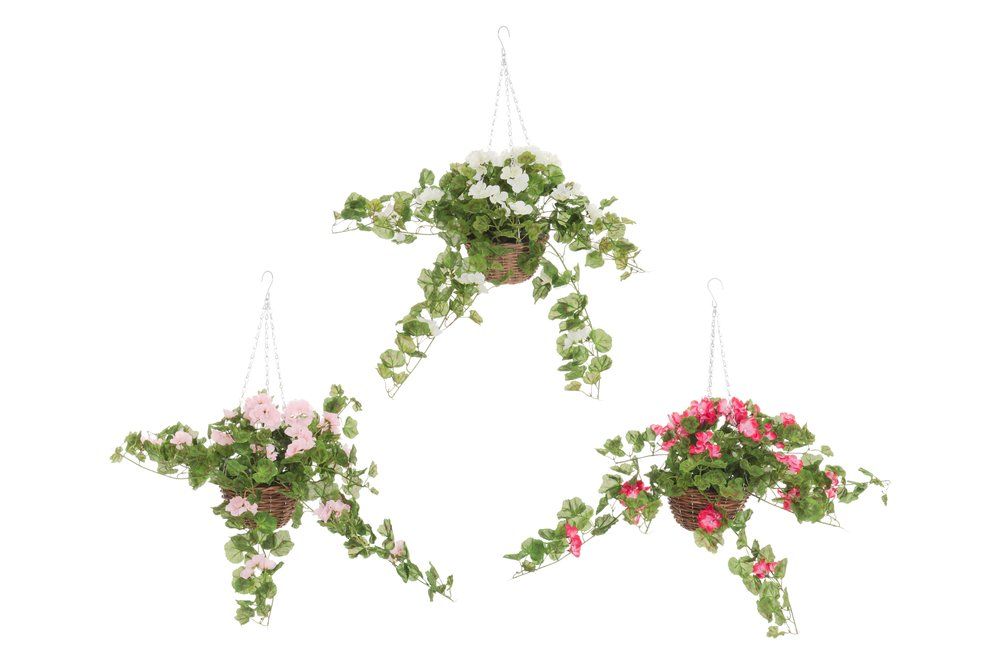 Pelargonia amppeli