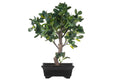 4Living Bonsai Fiikus