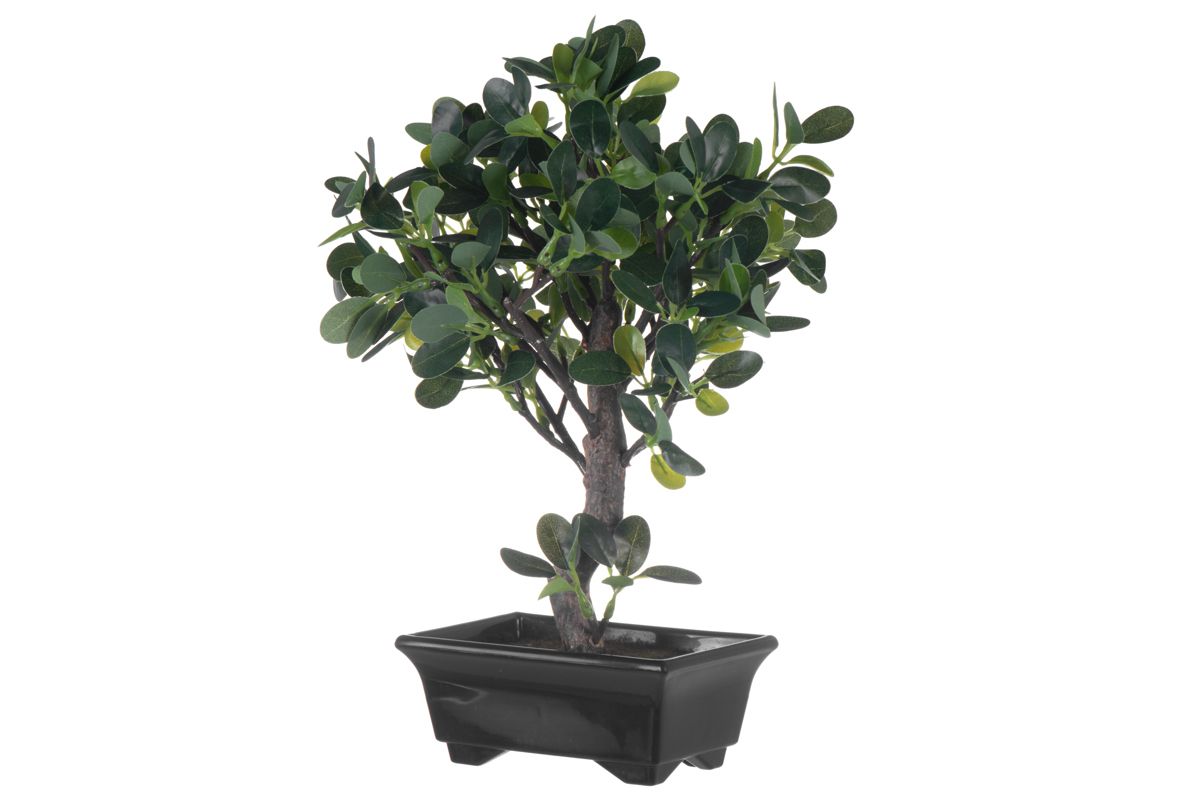 4Living Bonsai Fiikus