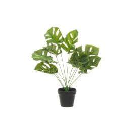 Peikonlehti 54 cm