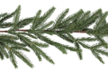 Winteria Havuköynnös 275 cm