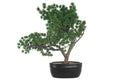 4Living Bonsai Mänty