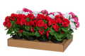 Pelargonia ruukussa 33 cm laj.
