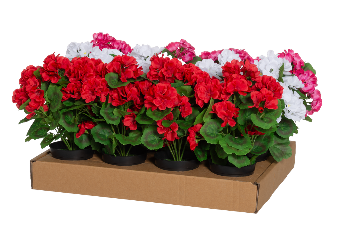 Pelargonia ruukussa 33 cm laj.