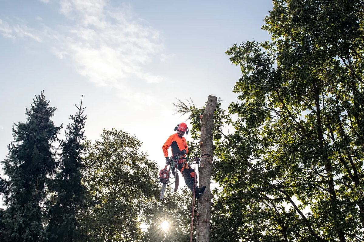 Kiila, 10 cm (4") - Arborist