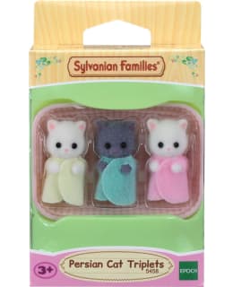 Sf Persian cats Triplets