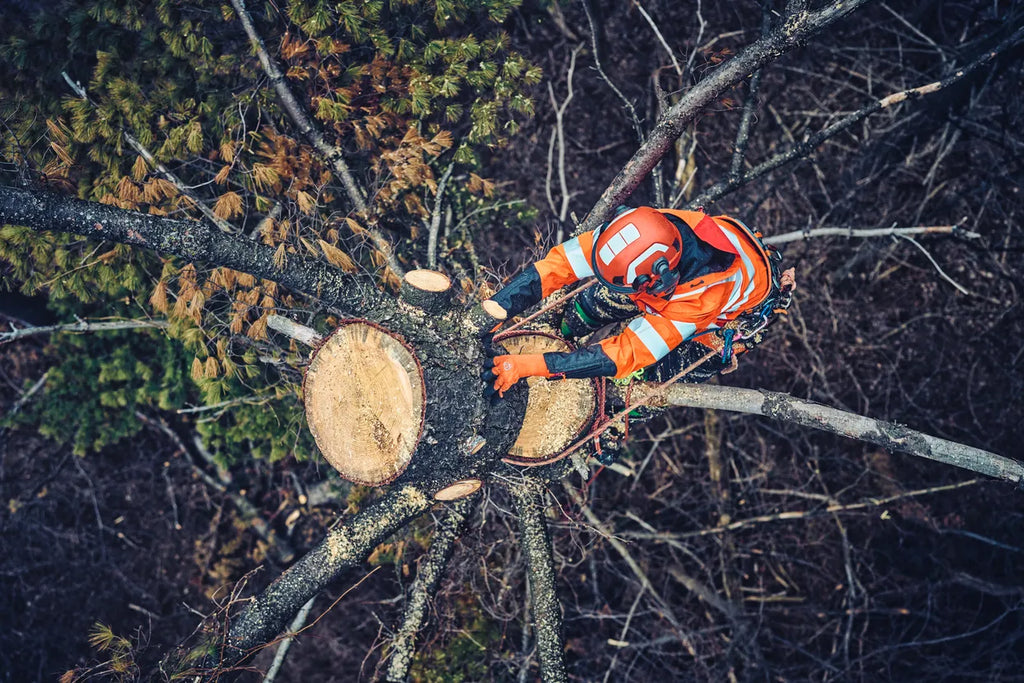 Kiila, 10 cm (4") - Arborist