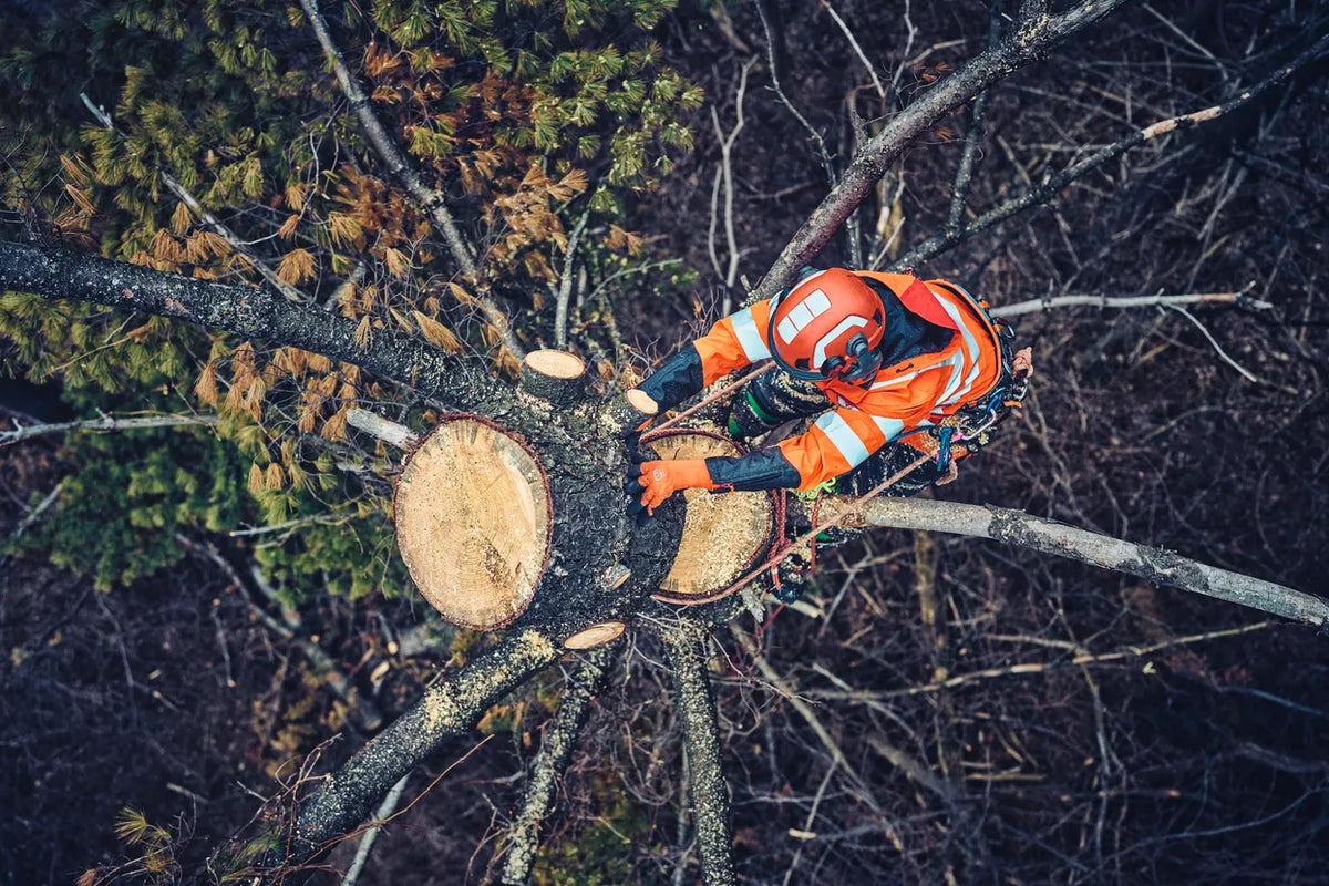 Kiila, 10 cm (4") - Arborist