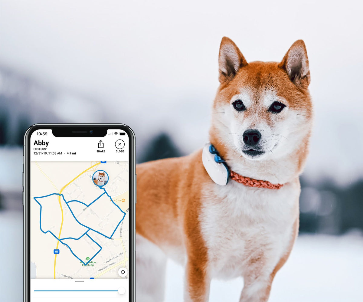 Tractive Koiran GPS-paikannin
